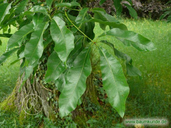 Schindel-Eiche / Quercus imbricaria / Zweig Familie: Fagaceae