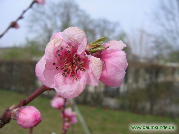 Pfirsich / Prunus persica / Blüten Familie: Rosaceae