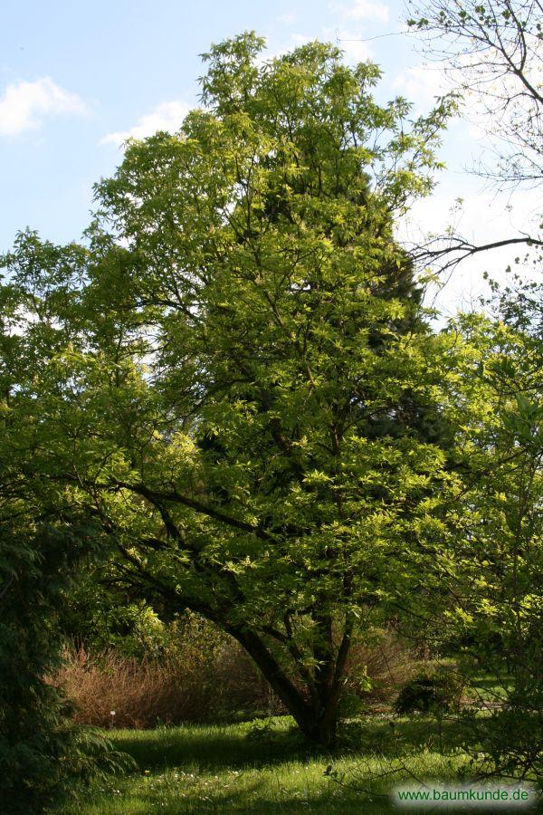 Ohio-Rosskastanie / Aesculus glabra / Habitus Familie: Sapindaceae
