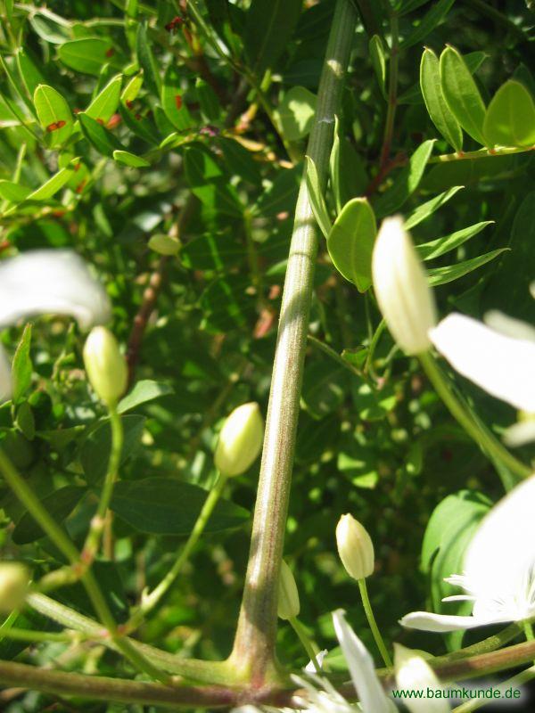 Brennende Waldrebe / Clematis flammula / Borke Familie: Ranunculaceae