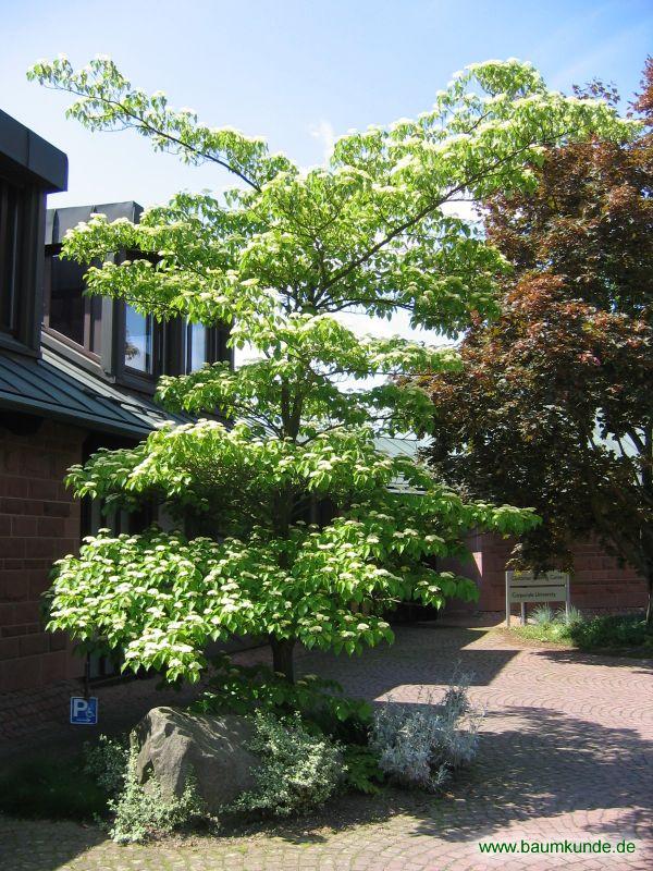 Riesen-Hartriegel / Cornus controversa / Habitus Familie: Cornaceae