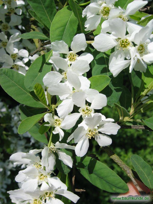 Dahurische Radspiere / Exochorda giraldii / Blüten Familie: Rosaceae