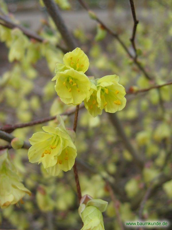 Veitchs Scheinhasel / Corylopsis veitchiana / Blüten Familie: Hamamelidaceae