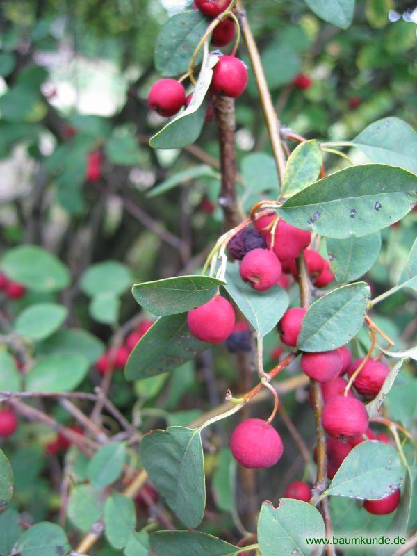 Vielblütige Zwergmispel (Cotoneaster multiflorus): Früchte (rote Beeren ...