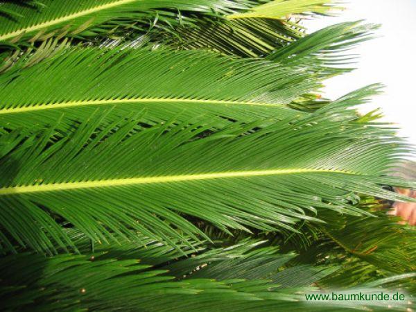 Japanischer Sagopalmfarn / Cycas revoluta / Blatt / Blattoberseite Familie: Cycadaceae