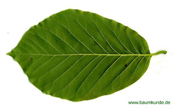 Gurken-Magnolie / Magnolia acuminata / Blatt / Blattunterseite Familie: Magnoliaceae