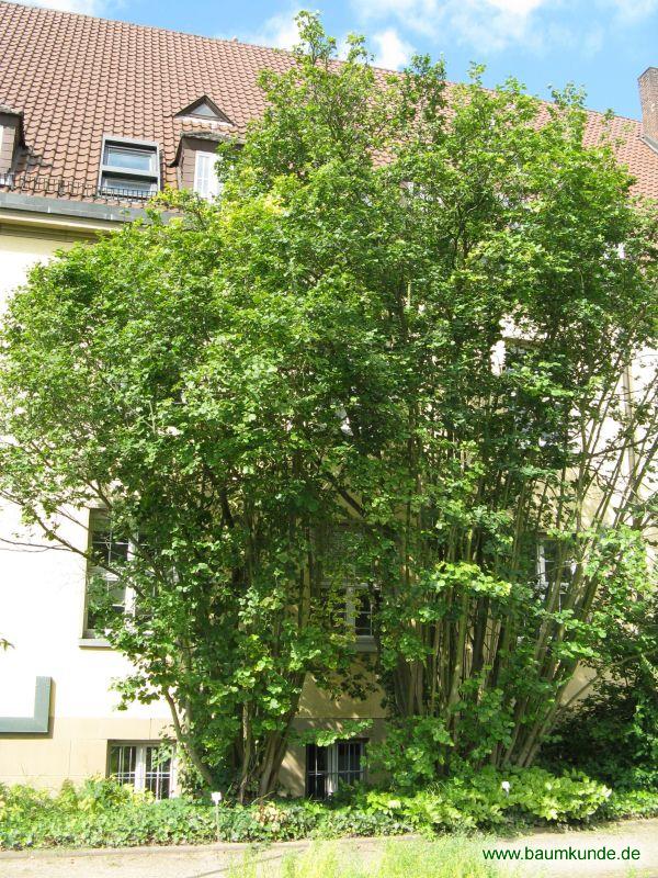Scheinparrotie / Parrotiopsis jaquemontiana / Habitus Familie: Hamamelidaceae
