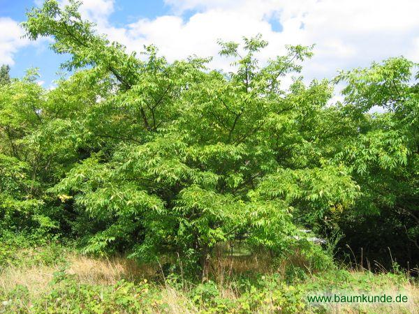 Amur-Korkbaum / Phellodendron amurense / Habitus Familie: Rutaceae