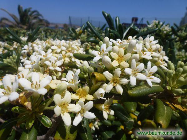 Chinesischer Klebsame / Pittosporum tobira / Blüten Familie: Pittosporaceae