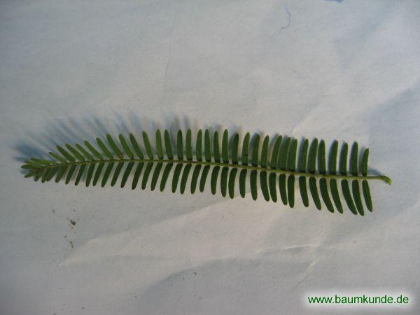 Mesquite (Prosopis juliflora) / Prosopis juliflora / Blatt / Blattoberseite Familie: Mimosaceae