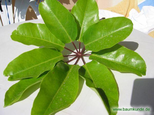 Queensland Strahlenaralie / Schefflera actinophylla / Blatt Familie: Araliaceae