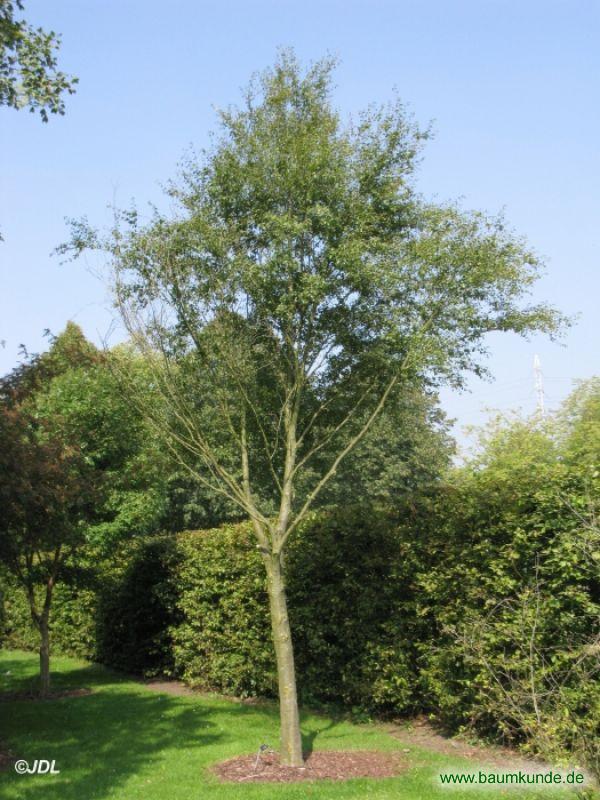 Virginische Rundblatt-Birke / Betula lenta f. uber / Habitus Familie: Betulaceae