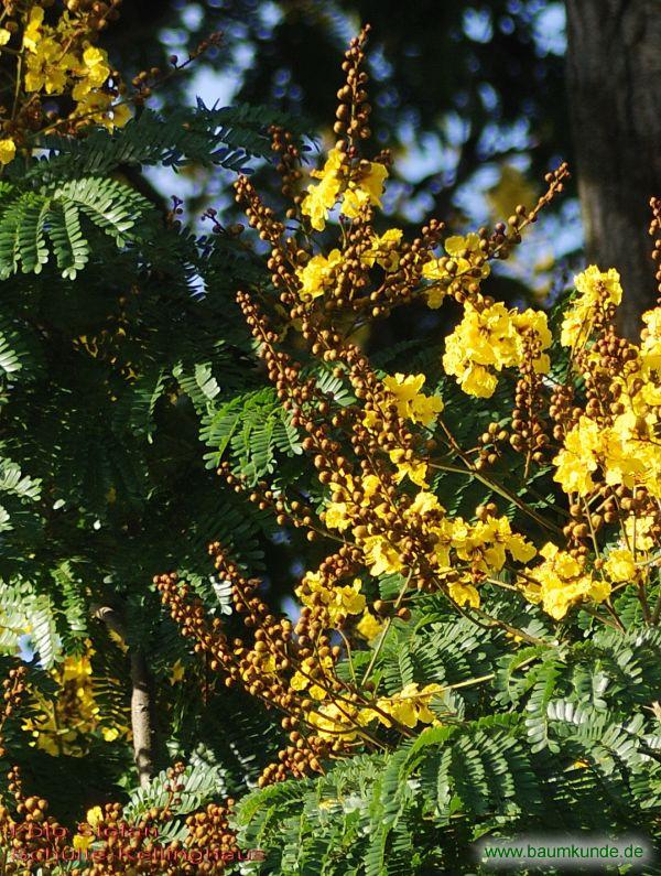 Gelber Flammenbaum / Peltophorum pterocarpum / Blüten Familie: Caesalpiniaceae