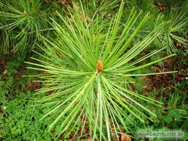 Tempel-Kiefer / Pinus bungeana / Endknospe Familie: Pinaceae