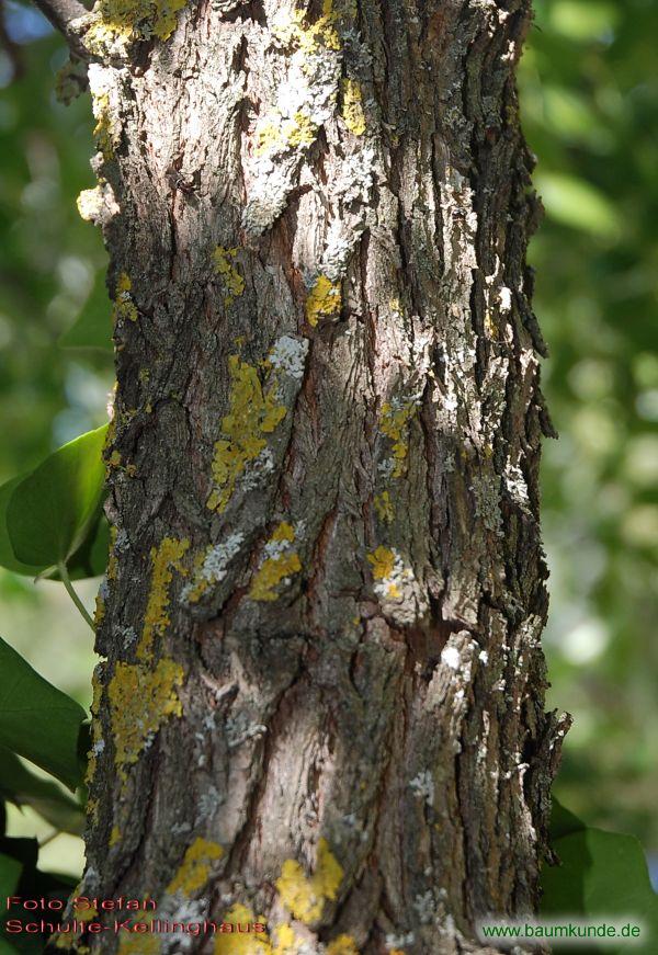 Chinesische Dattel / Ziziphus jujuba / Borke Familie: Rhamnaceae