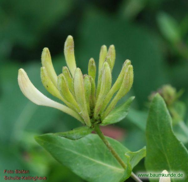 Wald-Geißblatt / Lonicera periclymenum / Blütenknospe Familie: Caprifoliaceae