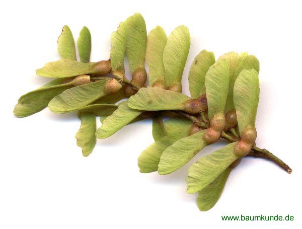 Rostnerviger Schlangenhaut-Ahorn / Acer rufinerve / Früchte Familie: Sapindaceae