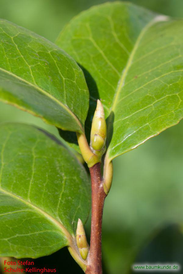 Japanische Kamelie (Kultivar) / Camellia japonica / Endknospe Familie: Theaceae