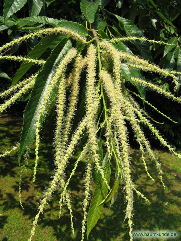 Japanische Kastanie / Castanea crenata / Blüten Familie: Fagaceae