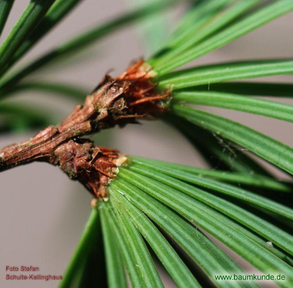 Goldlärche / Pseudolarix amabilis / Nadeln Familie: Pinaceae