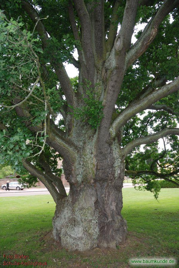 Säulen-Stiel-Eiche / Quercus robur f. fastigiata / Stamm einer alten Säulen-Eiche Familie: Fagaceae