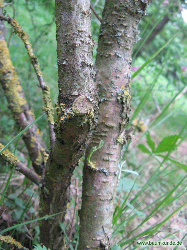 Salzstrauch / Halimodendron halodendron / Borke Familie: Fabaceae