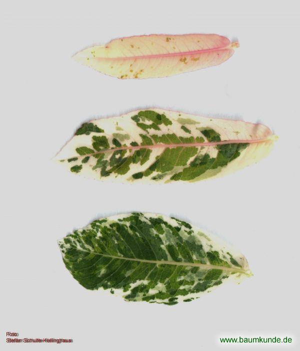 Harlekin Weide Salix Integra Hakuro Nishiki Blatt Blattoberseite Bestimmen Harlekin Weide