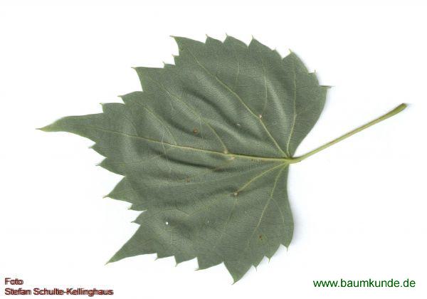 Mongolische Linde / Tilia mongolica / Blatt / Blattunterseite Familie: Malvaceae