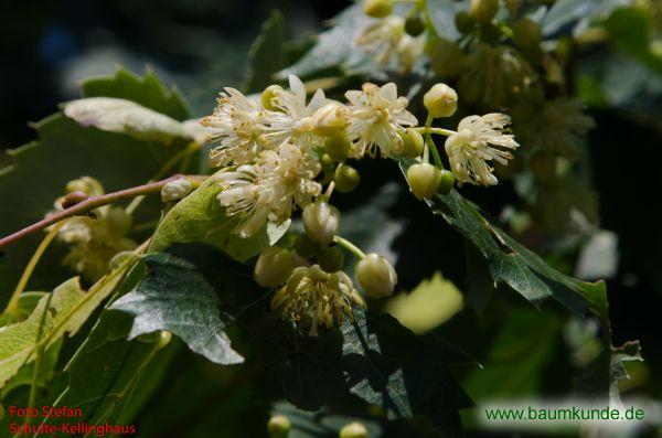 Mongolische Linde / Tilia mongolica / Blüten Familie: Malvaceae