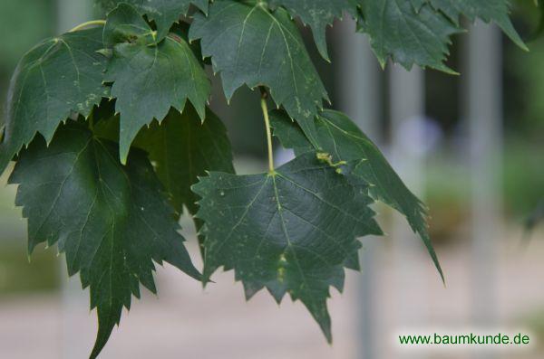 Mongolische Linde / Tilia mongolica / Laub am Zweig Familie: Malvaceae