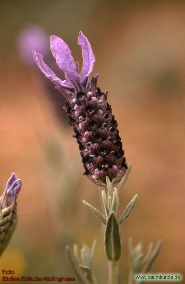 Schopf-Lavendel / Lavandula stoechas / Blüten Familie: Lamiaceae