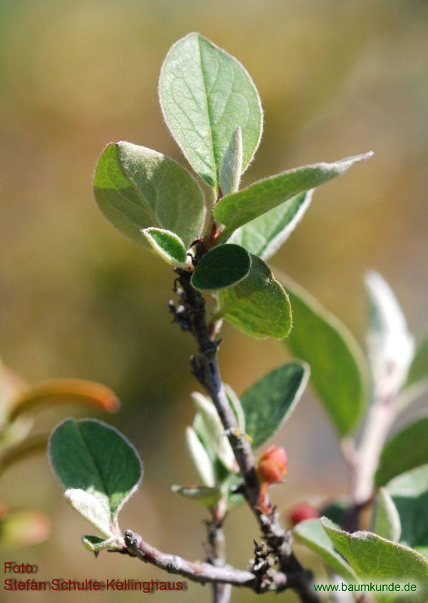 Gewöhnliche Zwergmispel / Cotoneaster integerrimus / Zweig Familie: Rosaceae