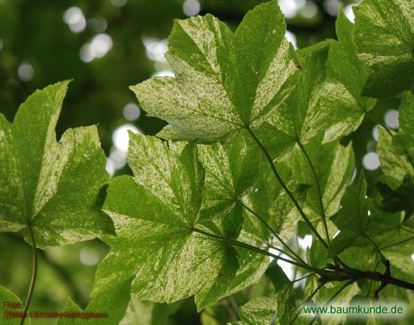 Berg-Ahorn 'Leopoldii' / Acer pseudoplatanus 'Leopoldii' / Zweig mit Blättern, Unterseite Familie: Sapindaceae