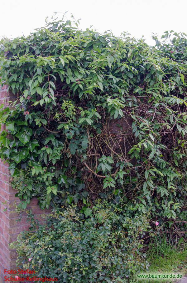Henrys Heckenkirsche / Lonicera henryi / Habitus Familie: Caprifoliaceae