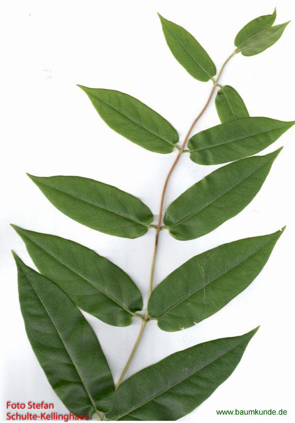 Henrys Heckenkirsche / Lonicera henryi / junger Zweig Familie: Caprifoliaceae