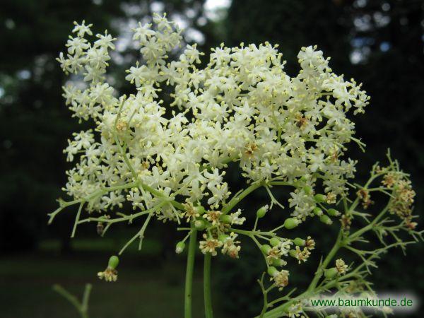 Blauer Holunder / Sambucus nigra ssp. caerulea / Blüten Familie: Sambucaceae