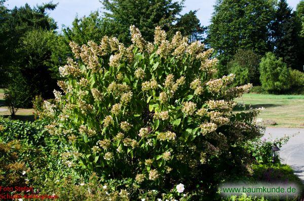 Rispen-Hortensie / Hydrangea paniculata / Habitus Familie: Hydrangeaceae