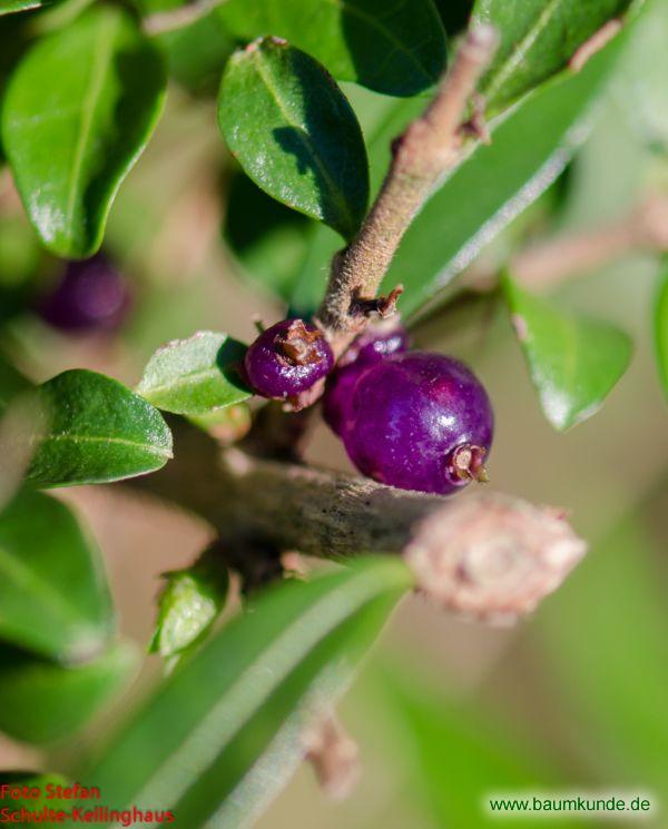 Immergrüne Kriech-Heckenkirsche / Lonicera pileata / Früchte Familie: Caprifoliaceae