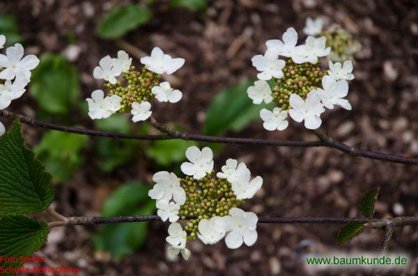 Erlenblättriger Schneeball / Viburnum lantanoides / Blüten Familie: Adoxaceae