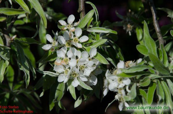 Weidenblättrige Birne / Pyrus salicifolia / Blüten Familie: Rosaceae