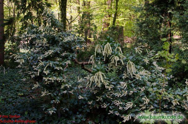 Vielblütige Lavendelheide / Pieris floribunda / Habitus Familie: Ericaceae