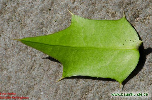 Rautenblättrige Stechpalme / Ilex pernyi / Blatt / Blattunterseite Familie: Aquifoliaceae