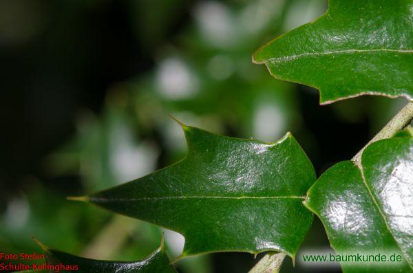 Rautenblättrige Stechpalme / Ilex pernyi / Blatt am Zweig Familie: Aquifoliaceae