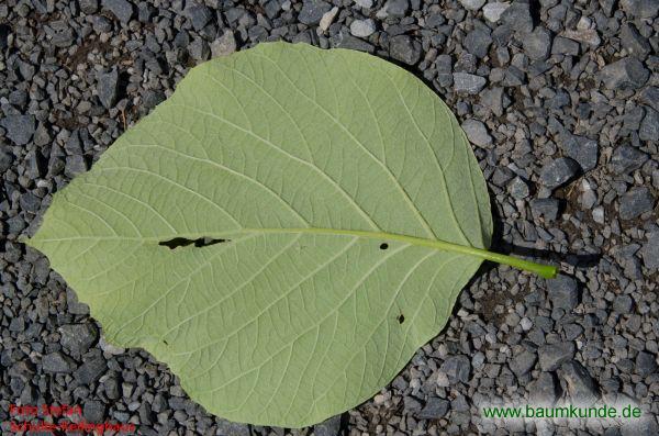 Obassia-Storaxbaum / Styrax obassia / Blatt / Blattunterseite Familie: Styracaceae