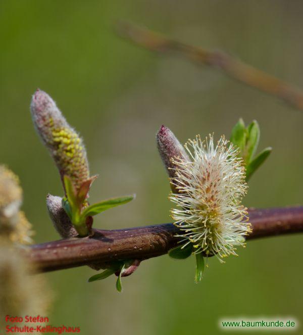 Drachen-Weide / Salix udensis f. sekka / Blüten Familie: Salicaceae