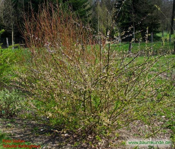 Drachen-Weide / Salix udensis f. sekka / Habitus Familie: Salicaceae