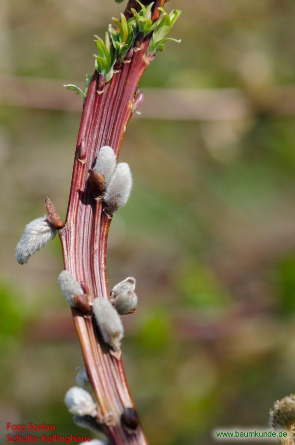 Drachen-Weide / Salix udensis f. sekka / Blütenknospe Familie: Salicaceae