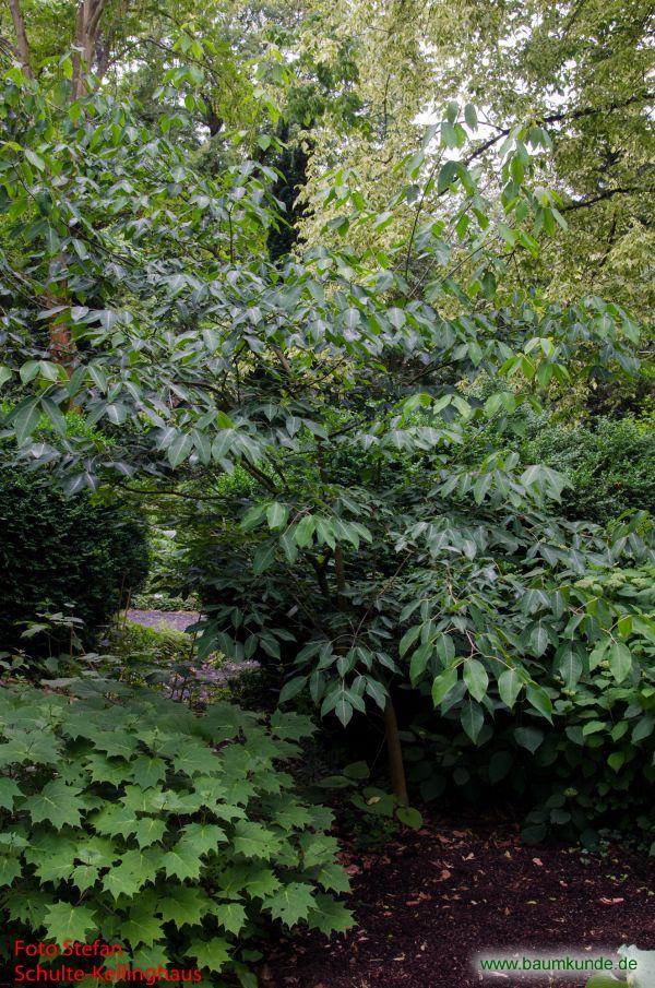 Chinesische Pimpernuss / Staphylea holocarpa / Habitus Familie: Staphleaceae