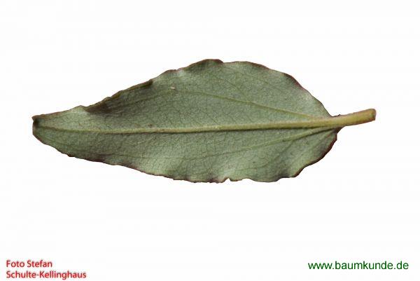 Lorbeerblättrige Zistrose / Cistus laurifolius / Blatt / Blattunterseite Familie: Cistaceae