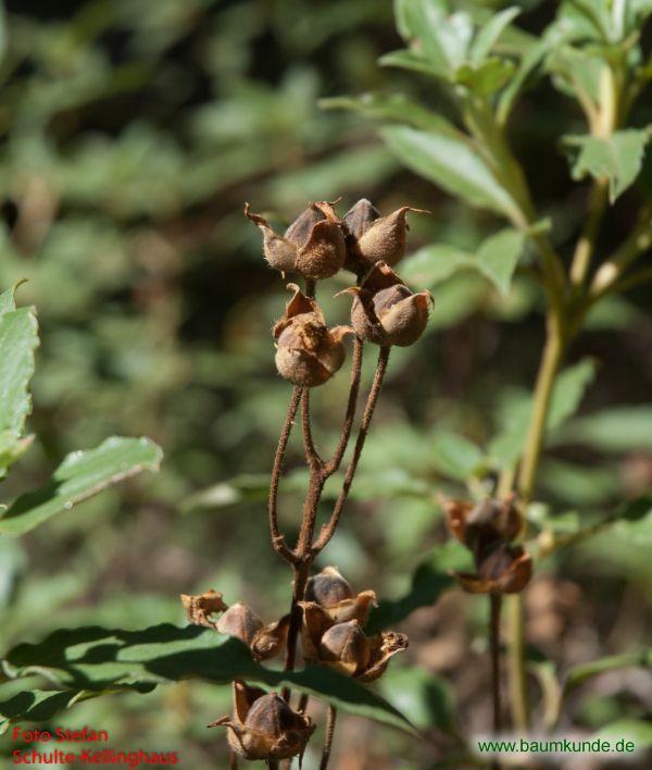 Lorbeerblättrige Zistrose / Cistus laurifolius / Früchte Familie: Cistaceae